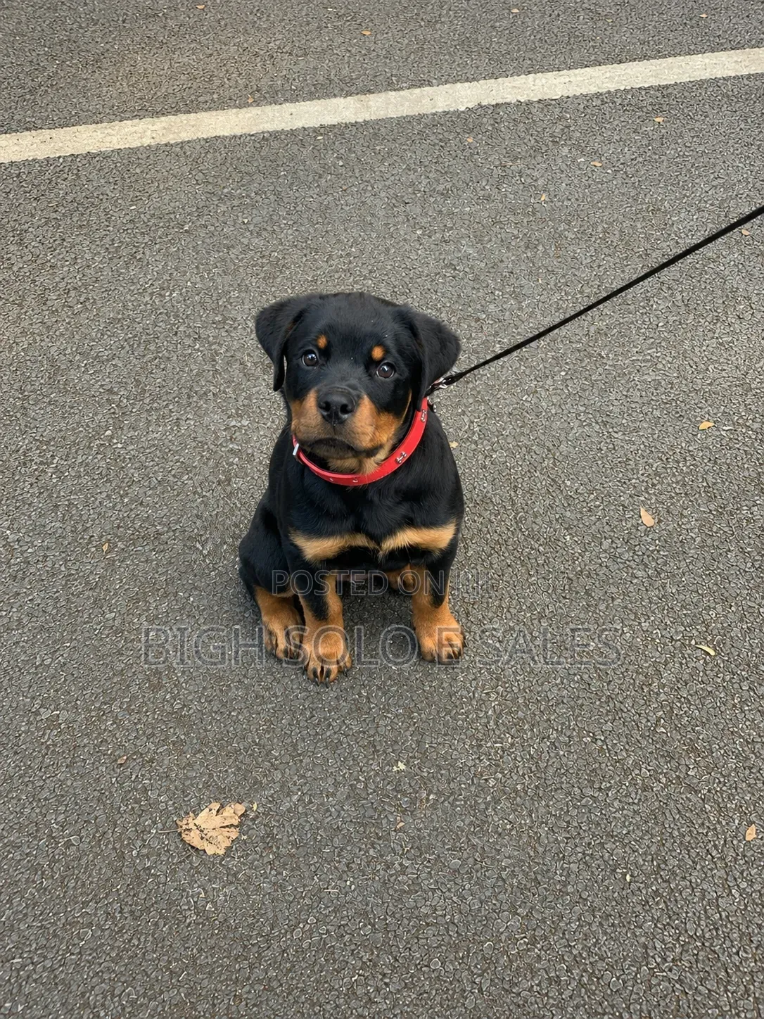 3-6 months Female Purebred Rottweiler