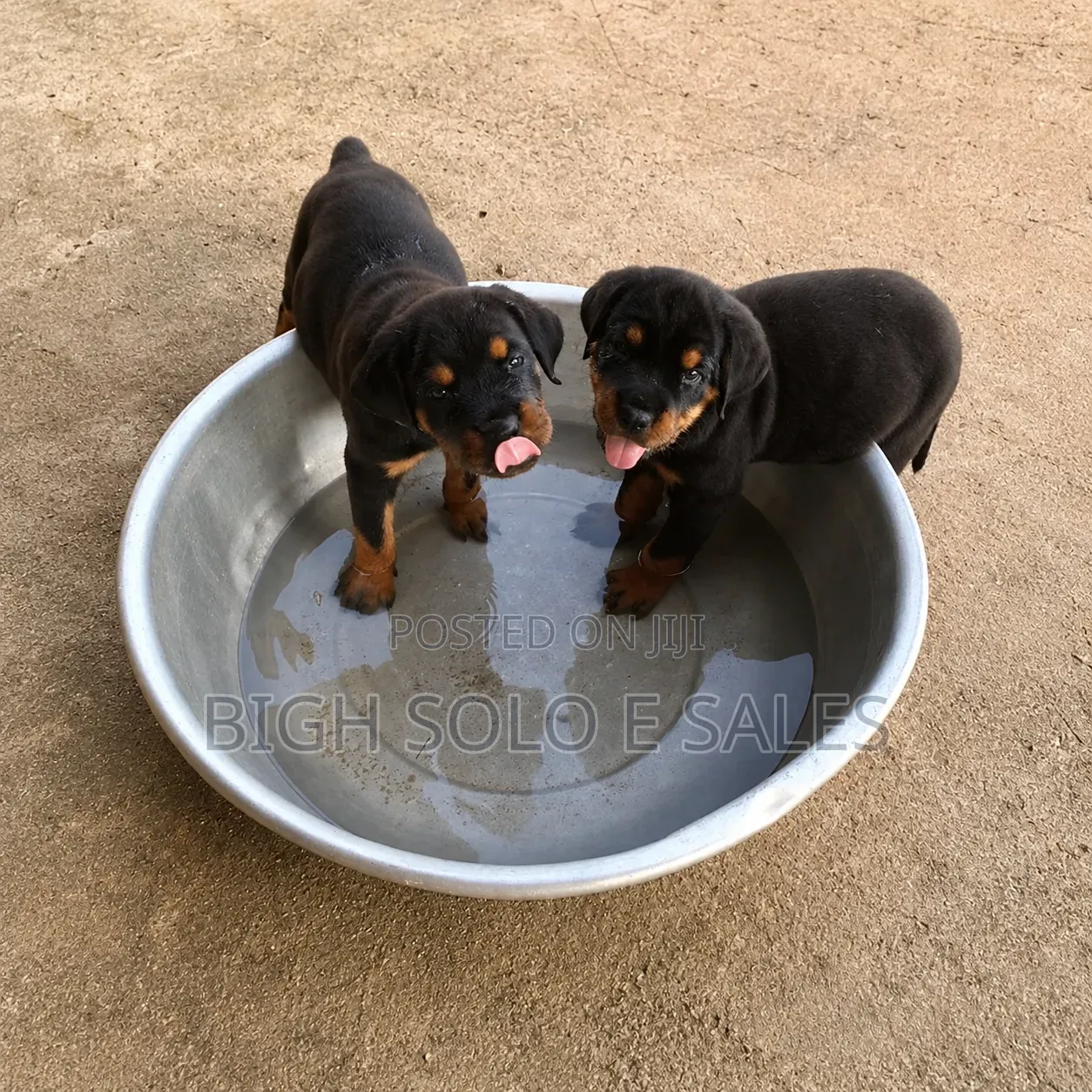 3-6 months Female Purebred Rottweiler