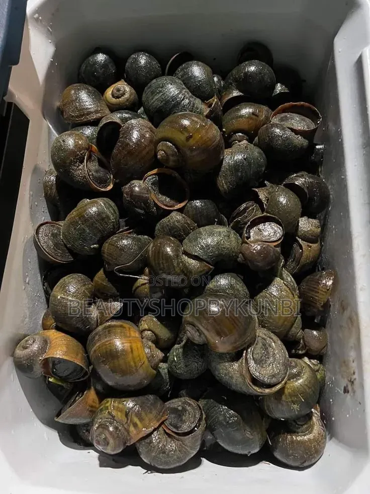 Fresh Water Snail/Whelk /Isawuru/Eju Mmiri/Ekwong- 500g