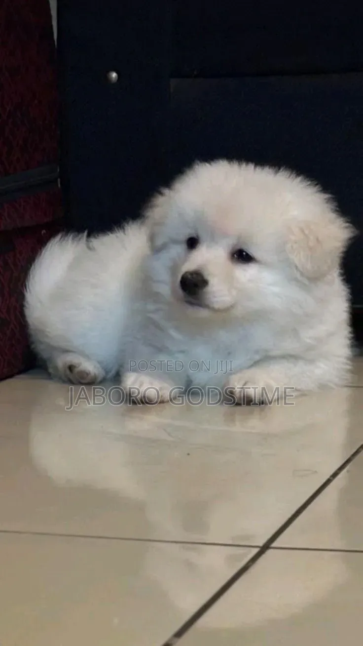 1-3 months Female Purebred American Eskimo
