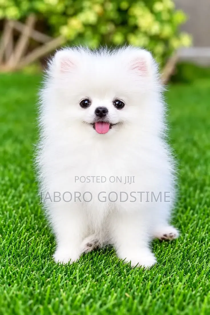 1-3 months Female Purebred American Eskimo
