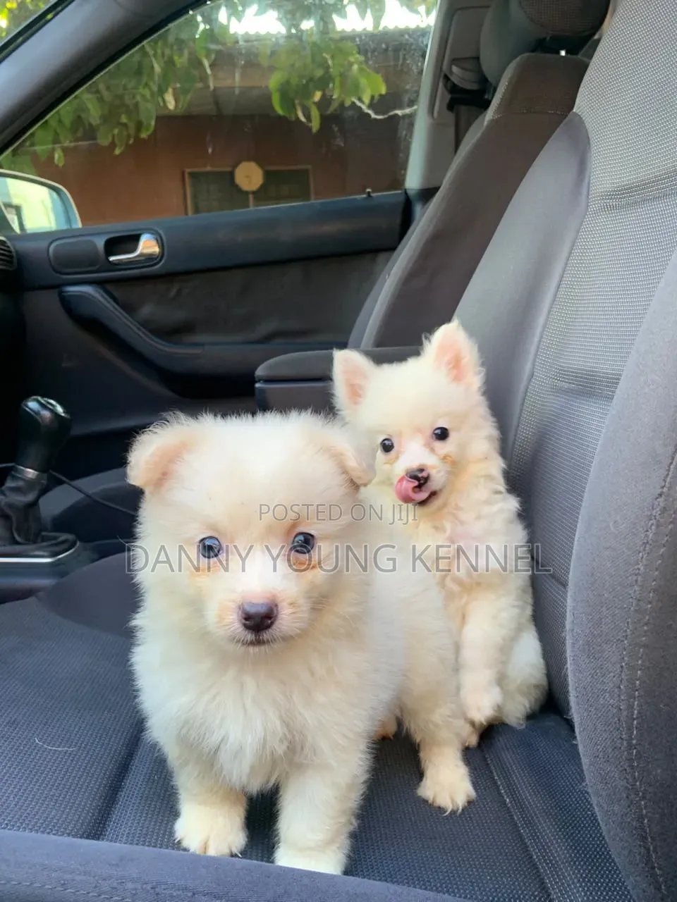 1-3 months Female Purebred American Eskimo
