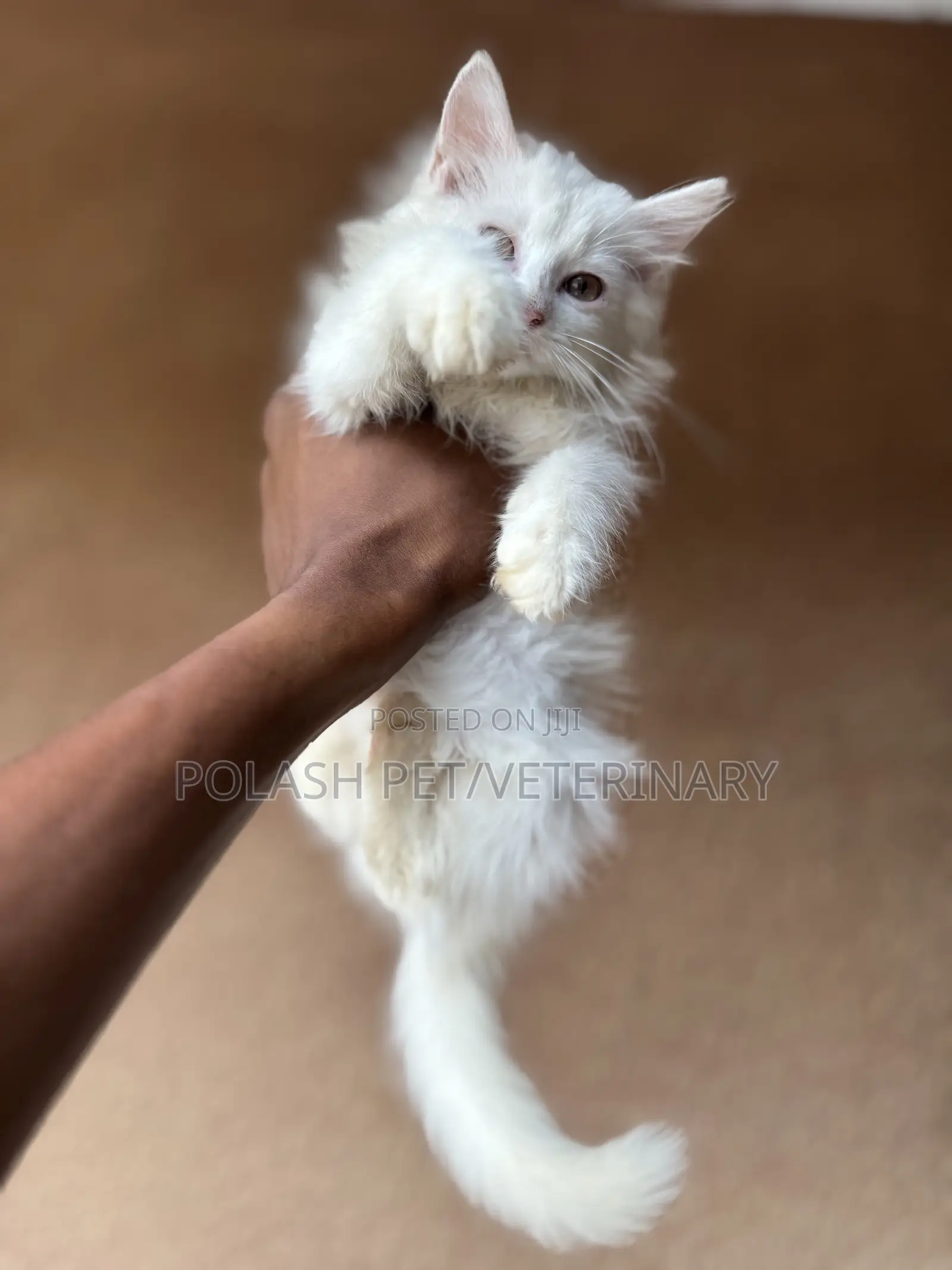 1-3 months Female Purebred Persian