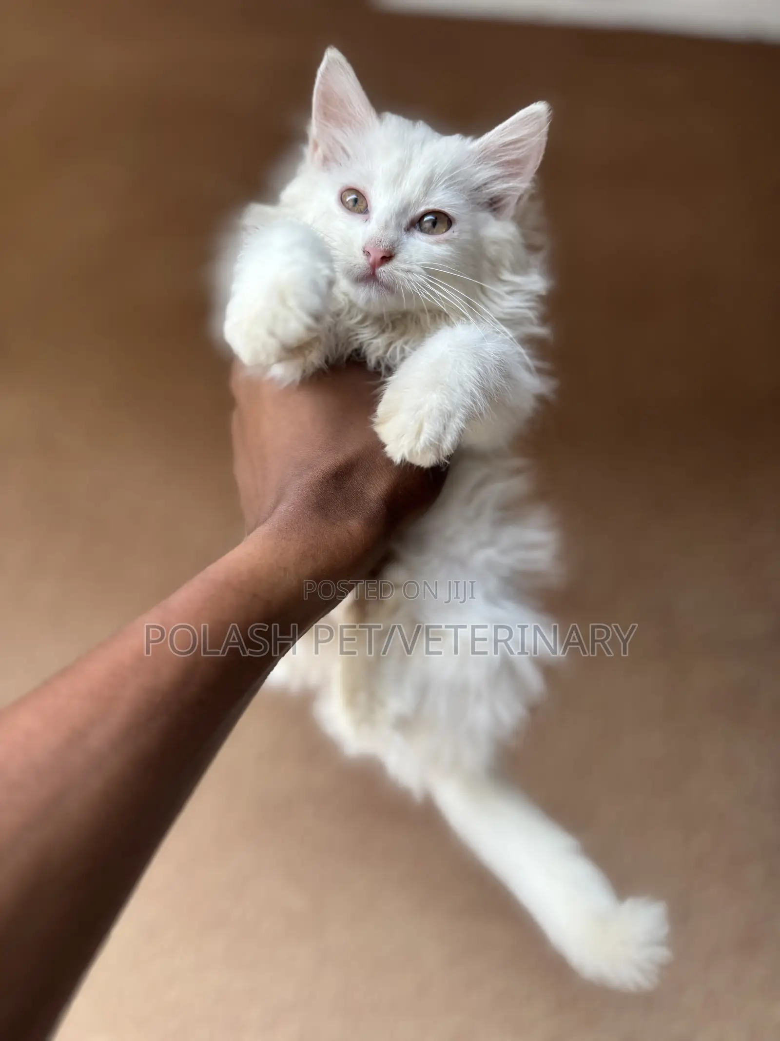 1-3 months Female Purebred Persian