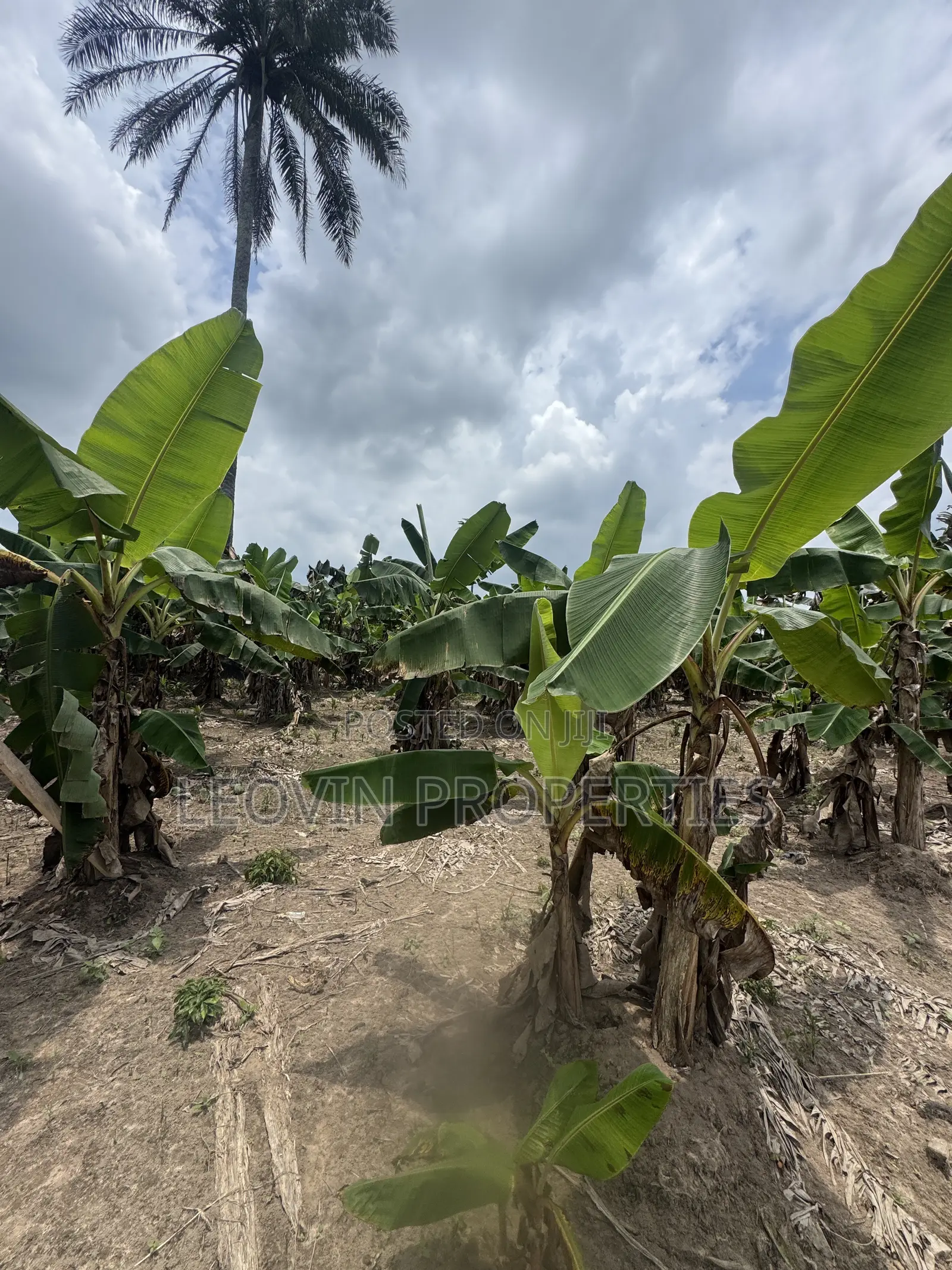 600sqm Farm Land Investment With ₦ Deposit