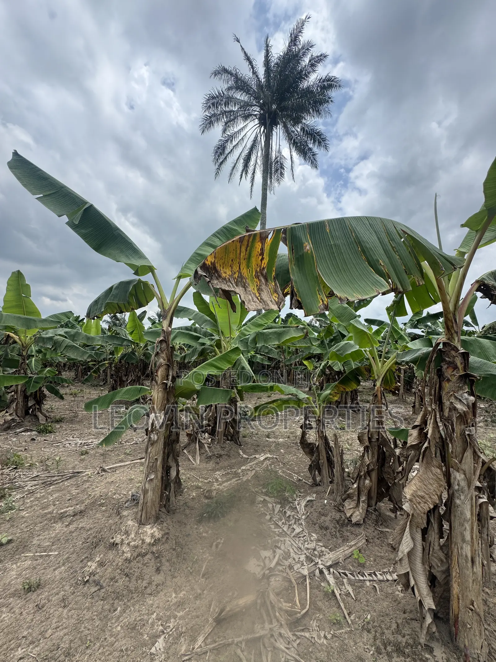 600sqm Farm Land Investment With ₦ Deposit