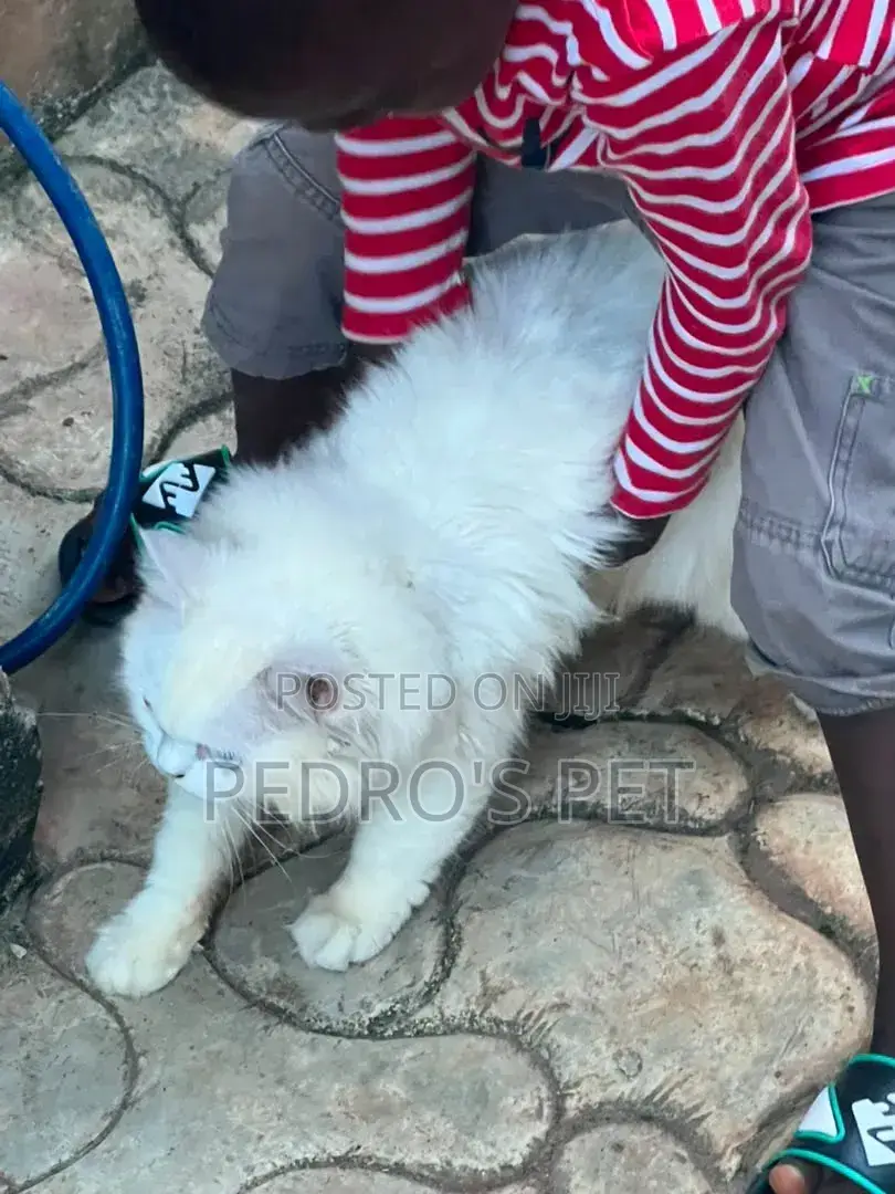 3-6 months Female Purebred Persian