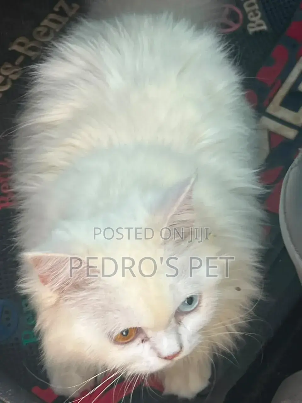 3-6 months Female Purebred Persian