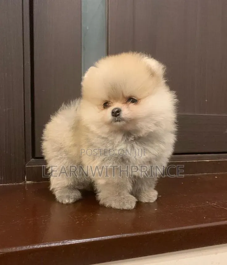 1-3 months Female Purebred Pomeranian