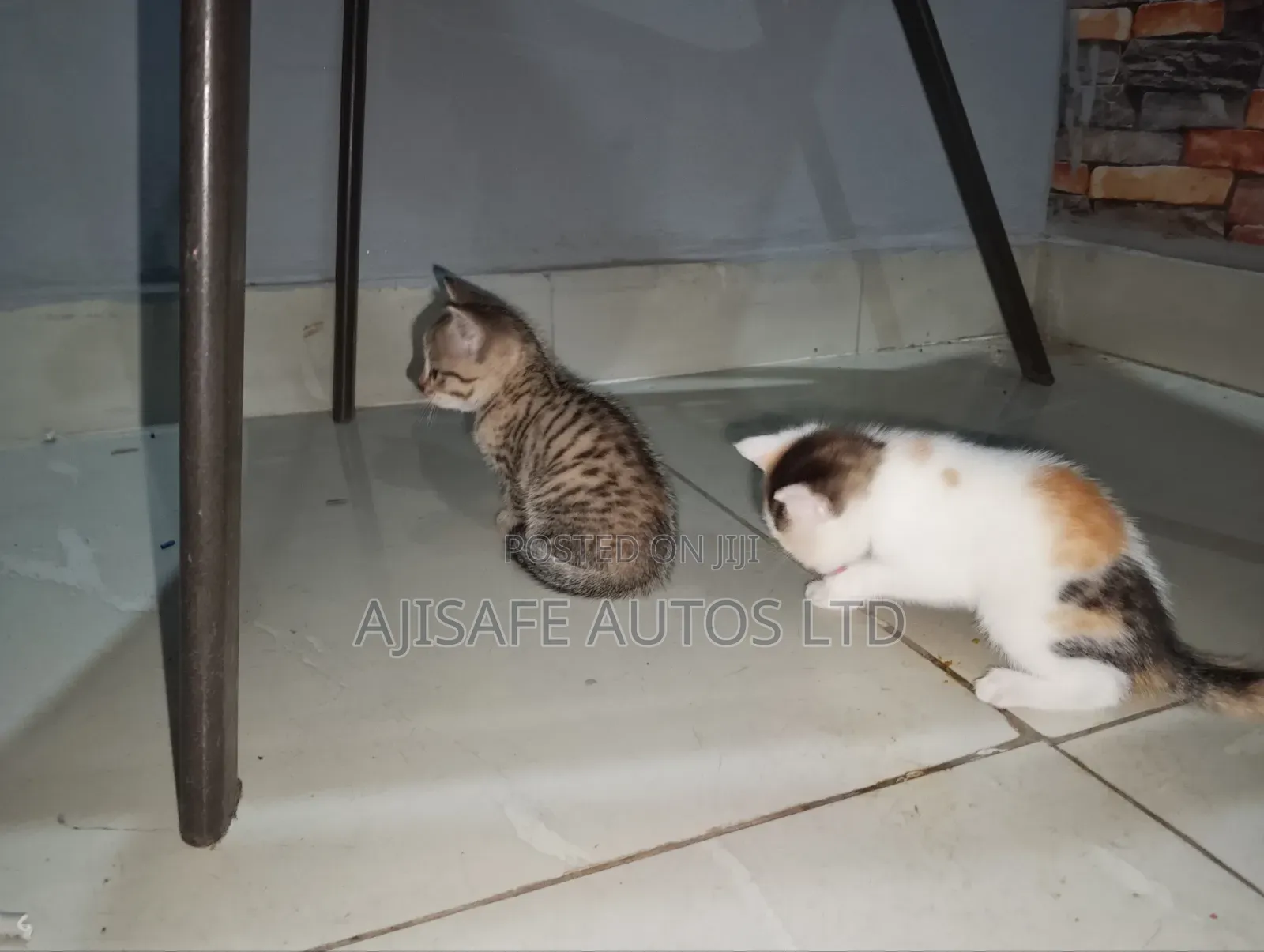 1-3 months Female Mixed Breed American Shorthair
