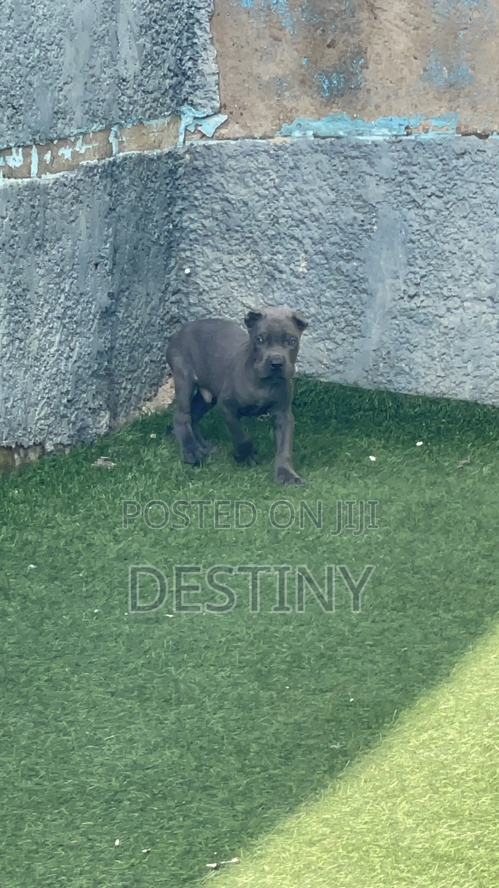 1-3 months Male Purebred Cane Corso