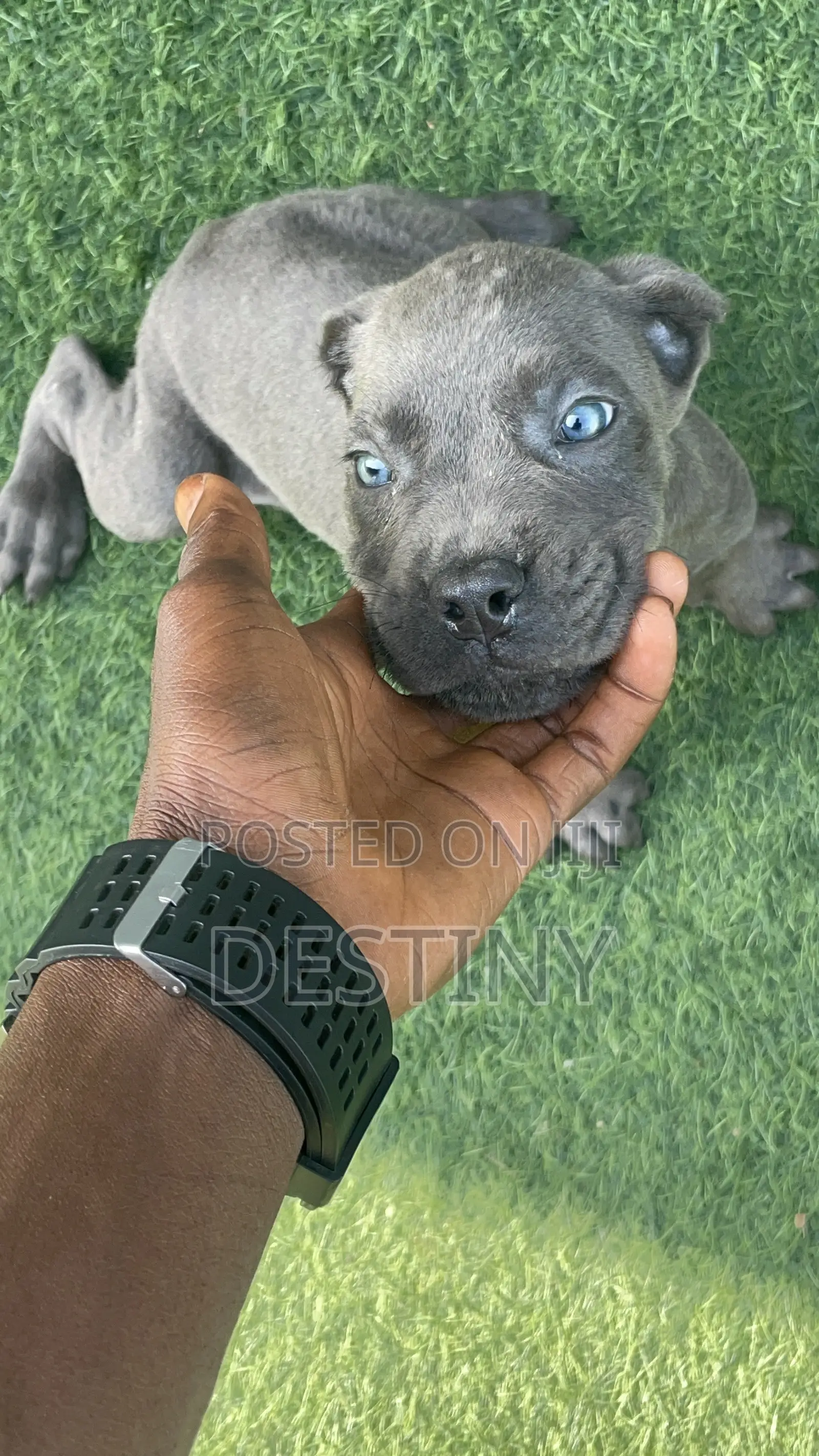 1-3 months Male Purebred Cane Corso