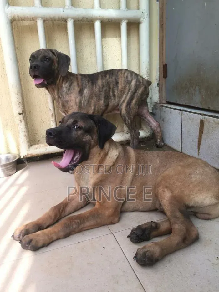 1-3 months Male Purebred Boerboel