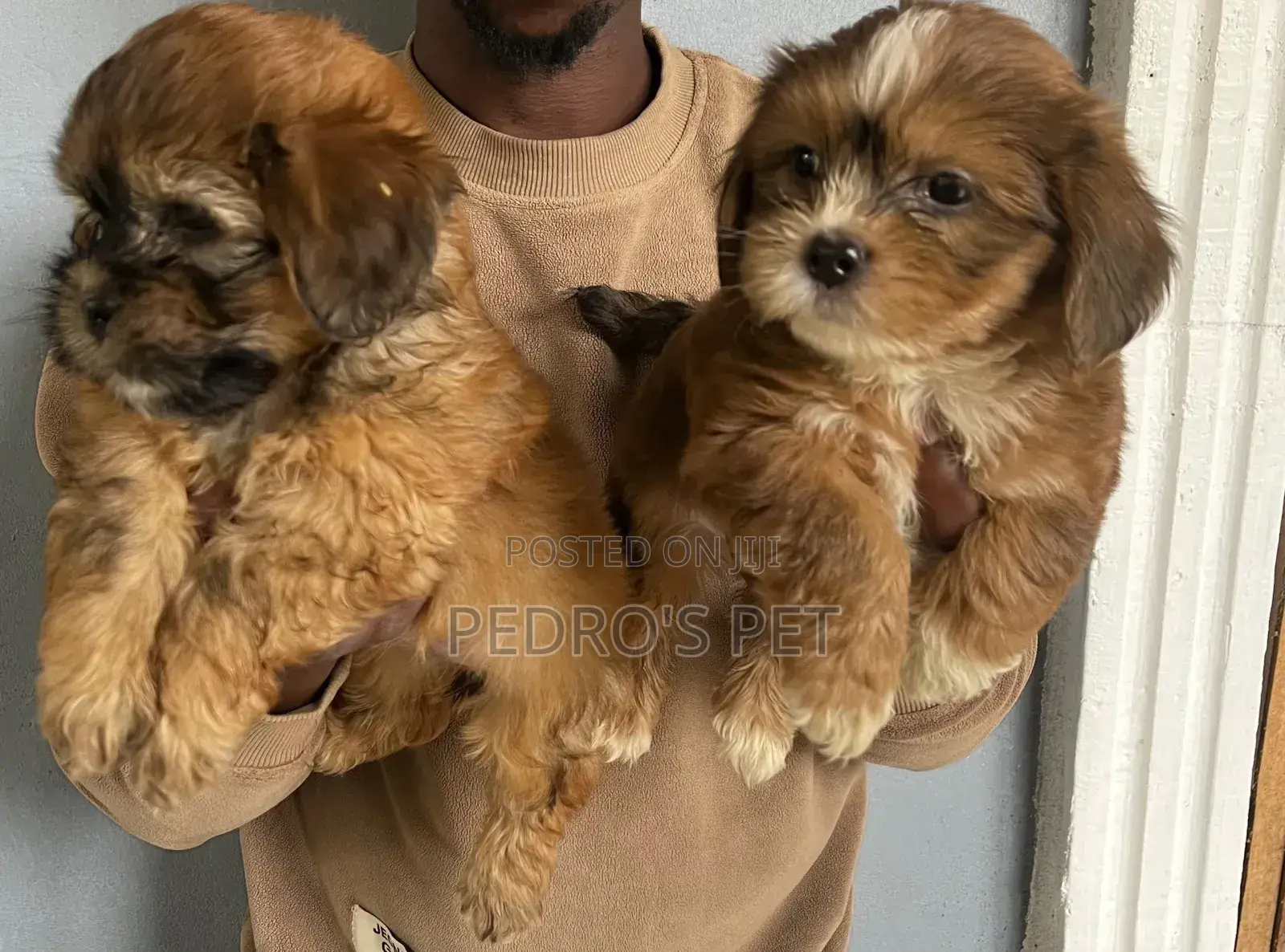 1-3 months Male Purebred Lhasa Apso