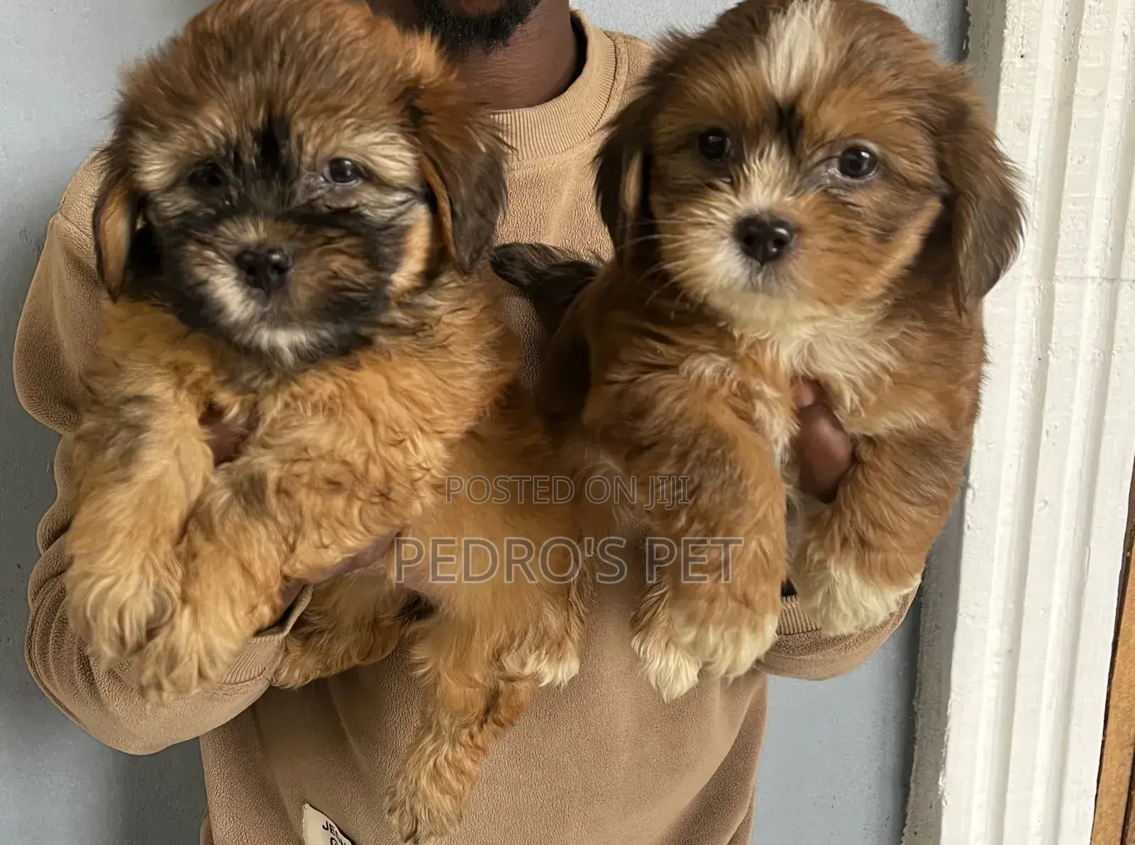 1-3 months Male Purebred Lhasa Apso