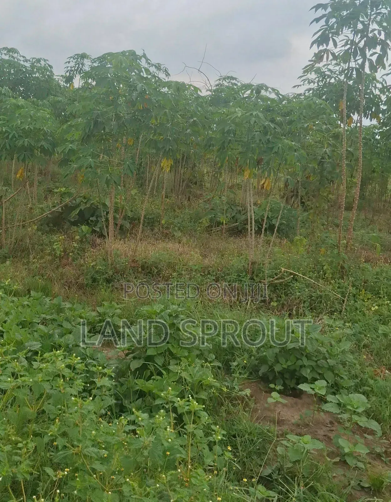 Per Acre Farmland for Sale at Aba-Imo, Ido, Ibadan
