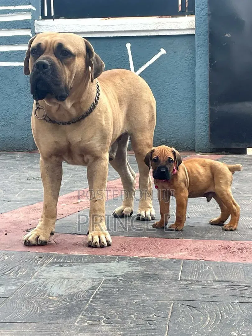 1-3 months Male Purebred Boerboel