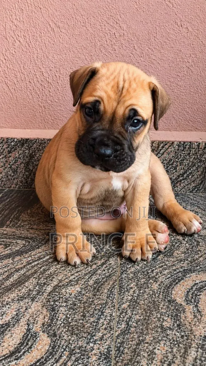 1-3 months Male Purebred Boerboel