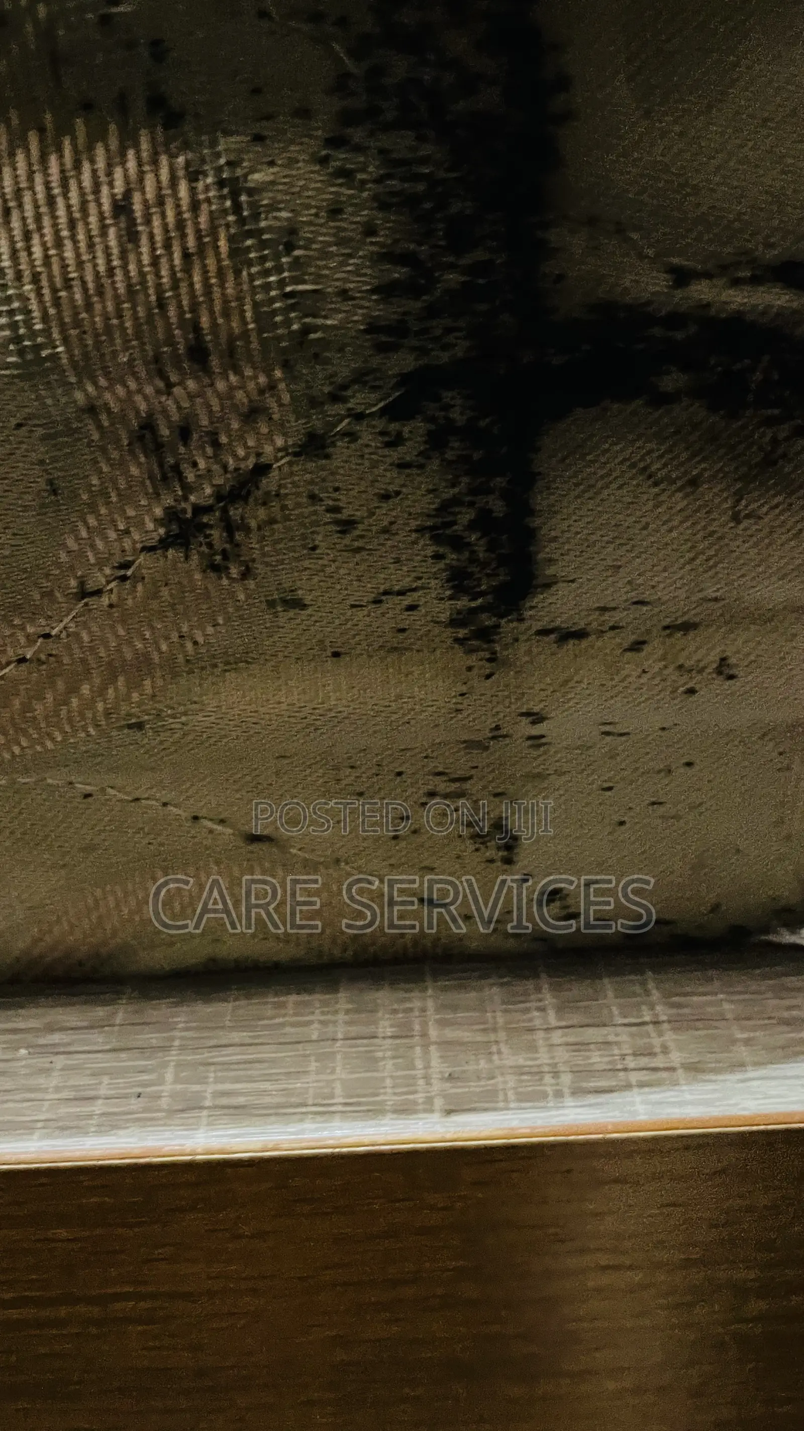 Cockroaches Bedbugs Pest Control and Fumigation