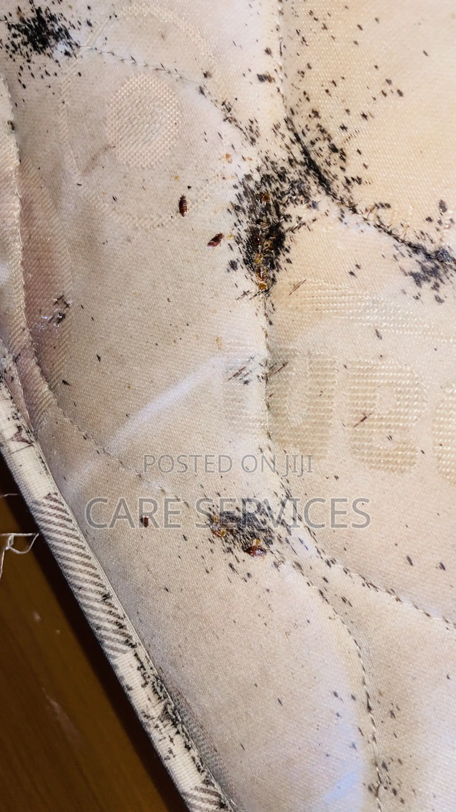 Cockroaches Bedbugs Pest Control and Fumigation