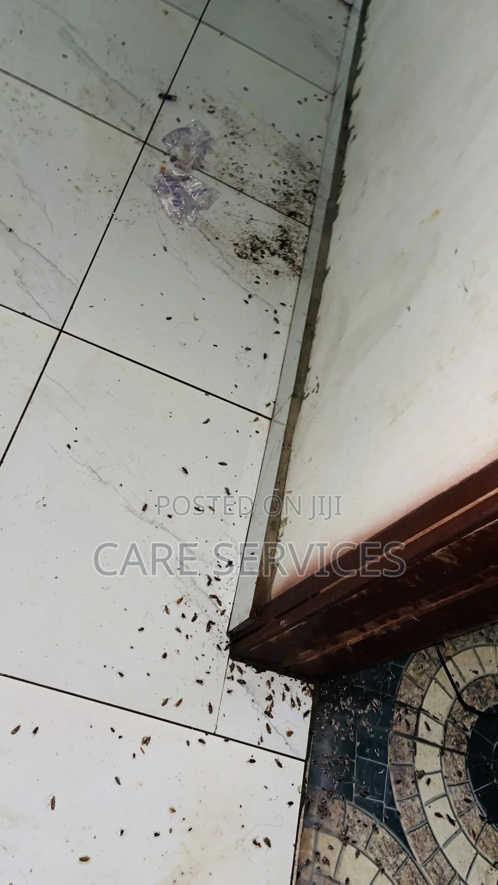 Cockroaches Bedbugs Pest Control and Fumigation