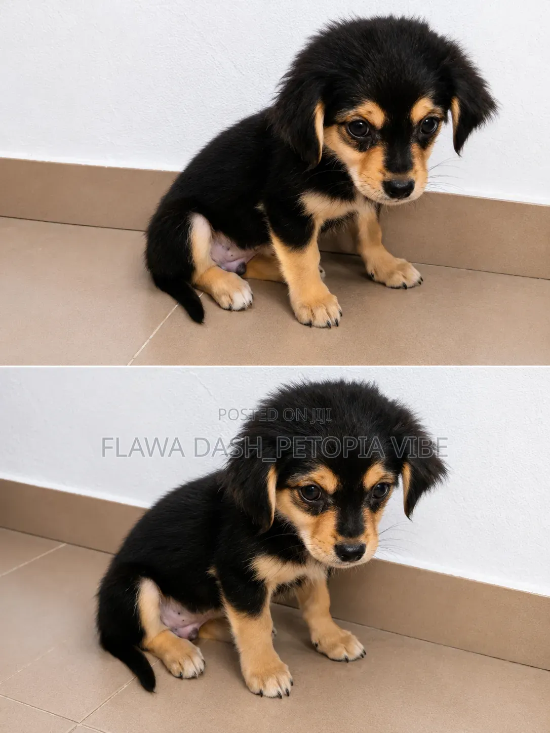 3-6 months Male Purebred Lhasa Apso