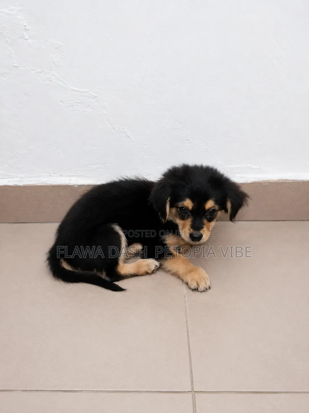 3-6 months Male Purebred Lhasa Apso
