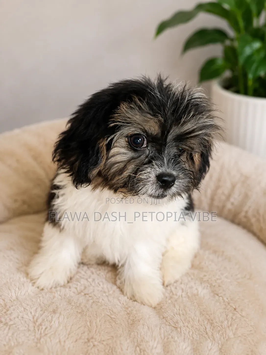 3-6 months Male Purebred Lhasa Apso