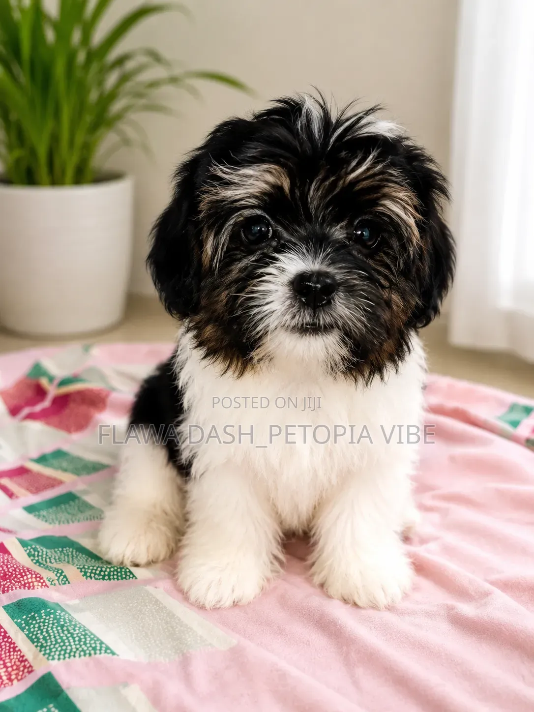 3-6 months Male Purebred Lhasa Apso