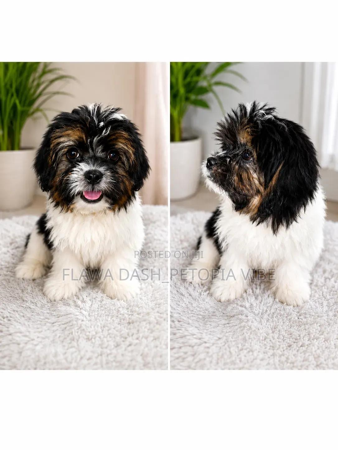 3-6 months Male Purebred Lhasa Apso