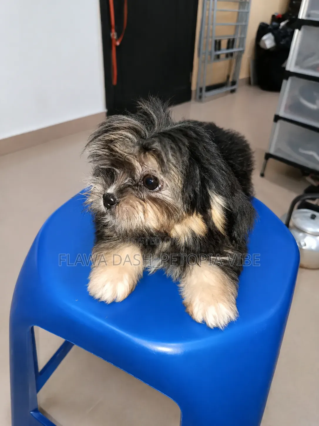 3-6 months Female Purebred Lhasa Apso