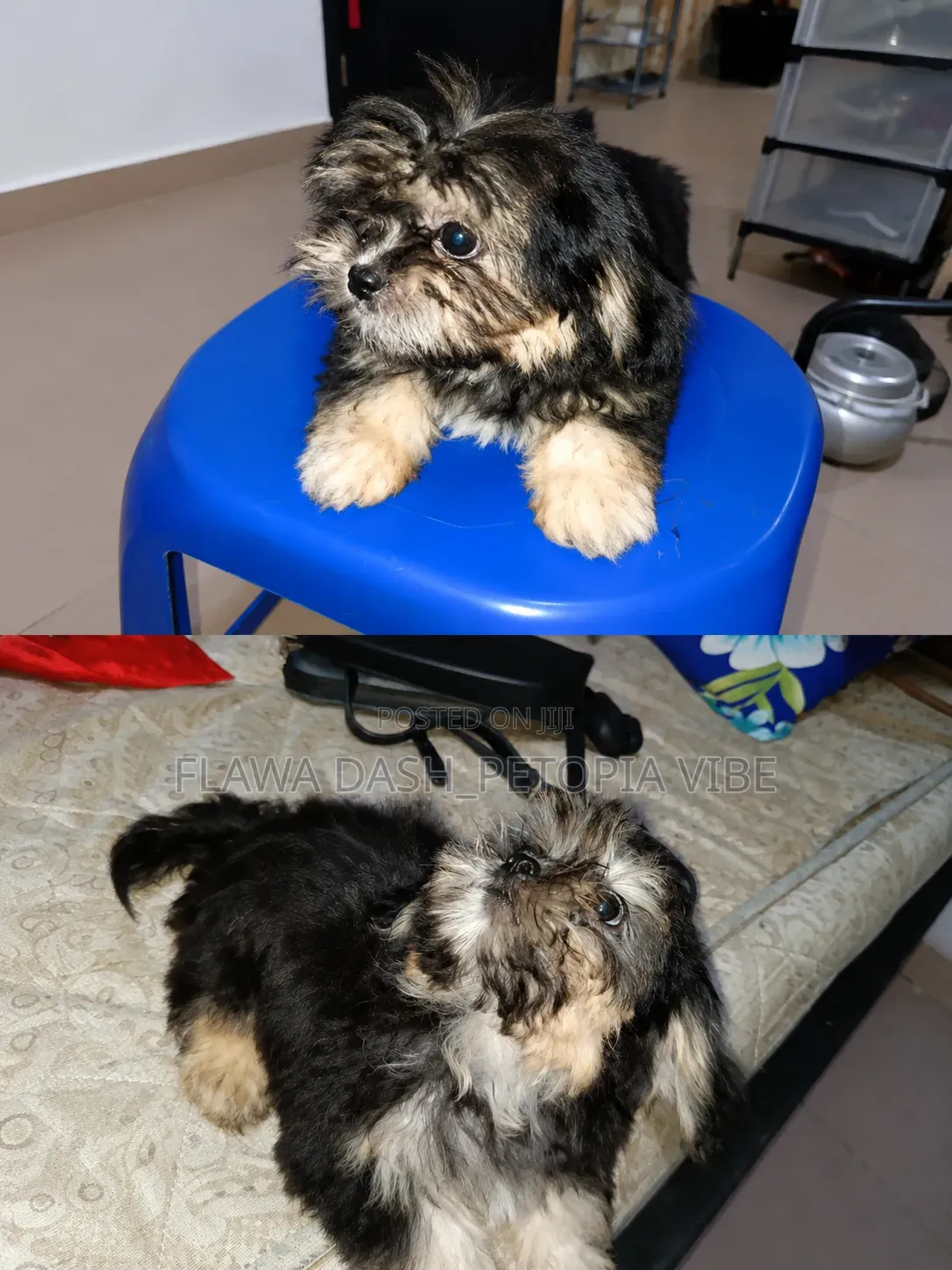 3-6 months Female Purebred Lhasa Apso