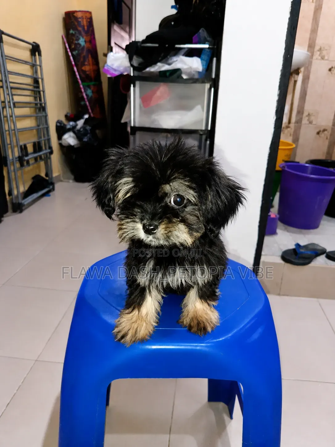 3-6 months Female Purebred Lhasa Apso