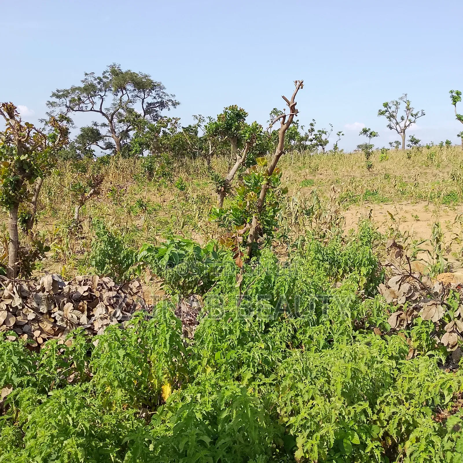 Spacious Residential Land for Sale
