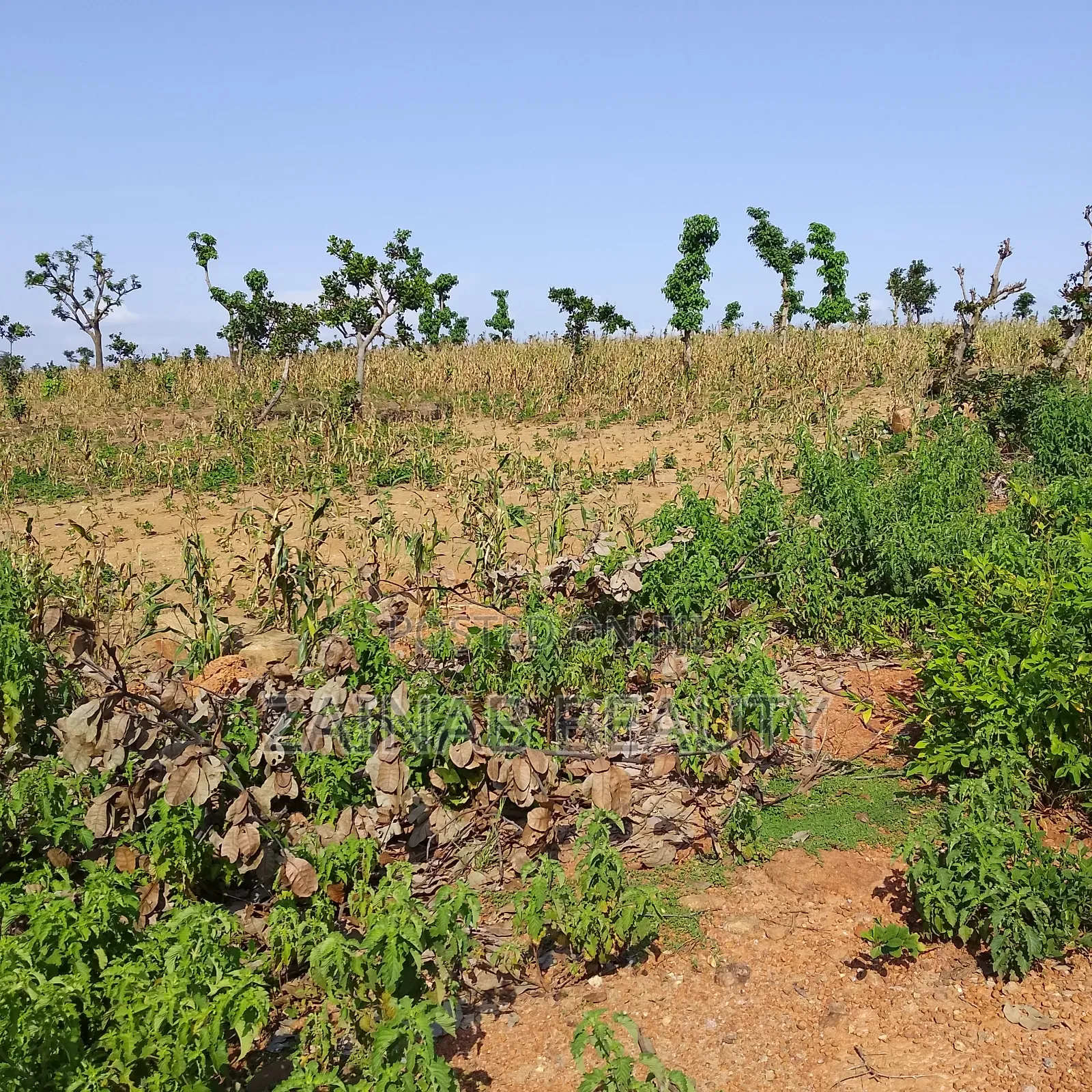 Spacious Residential Land for Sale