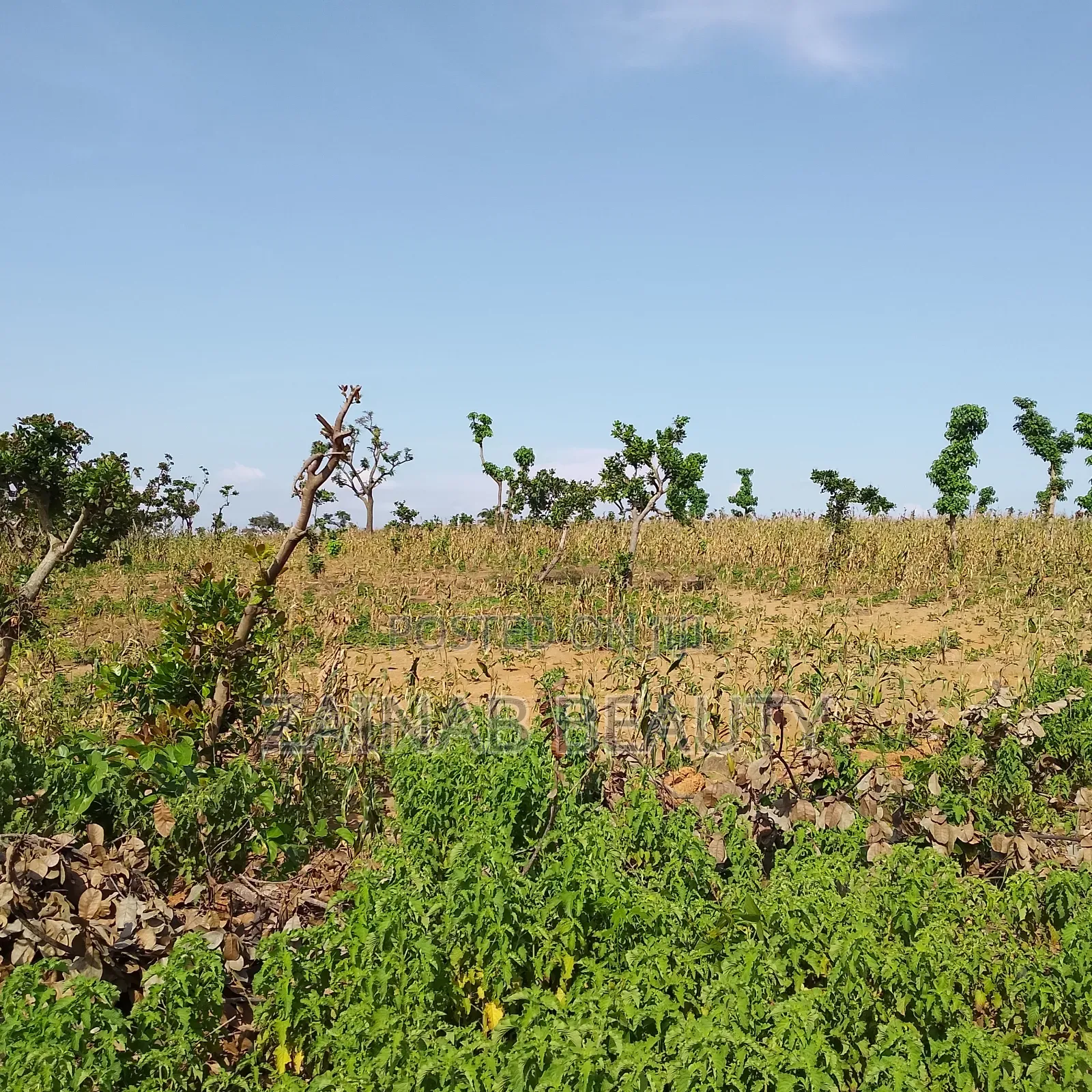 Prime Estate Land for Sale
