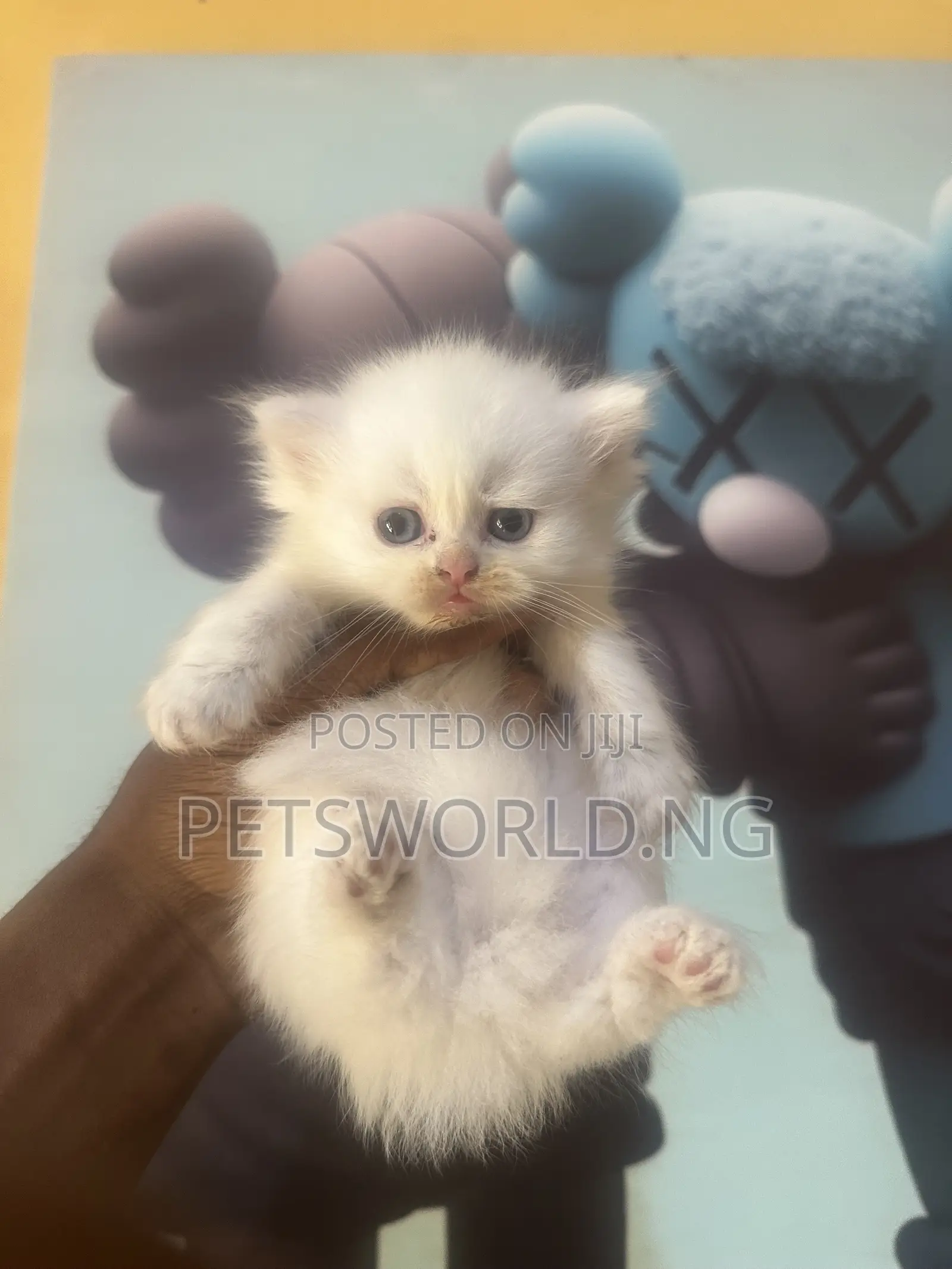 1-3 months Male Purebred Persian