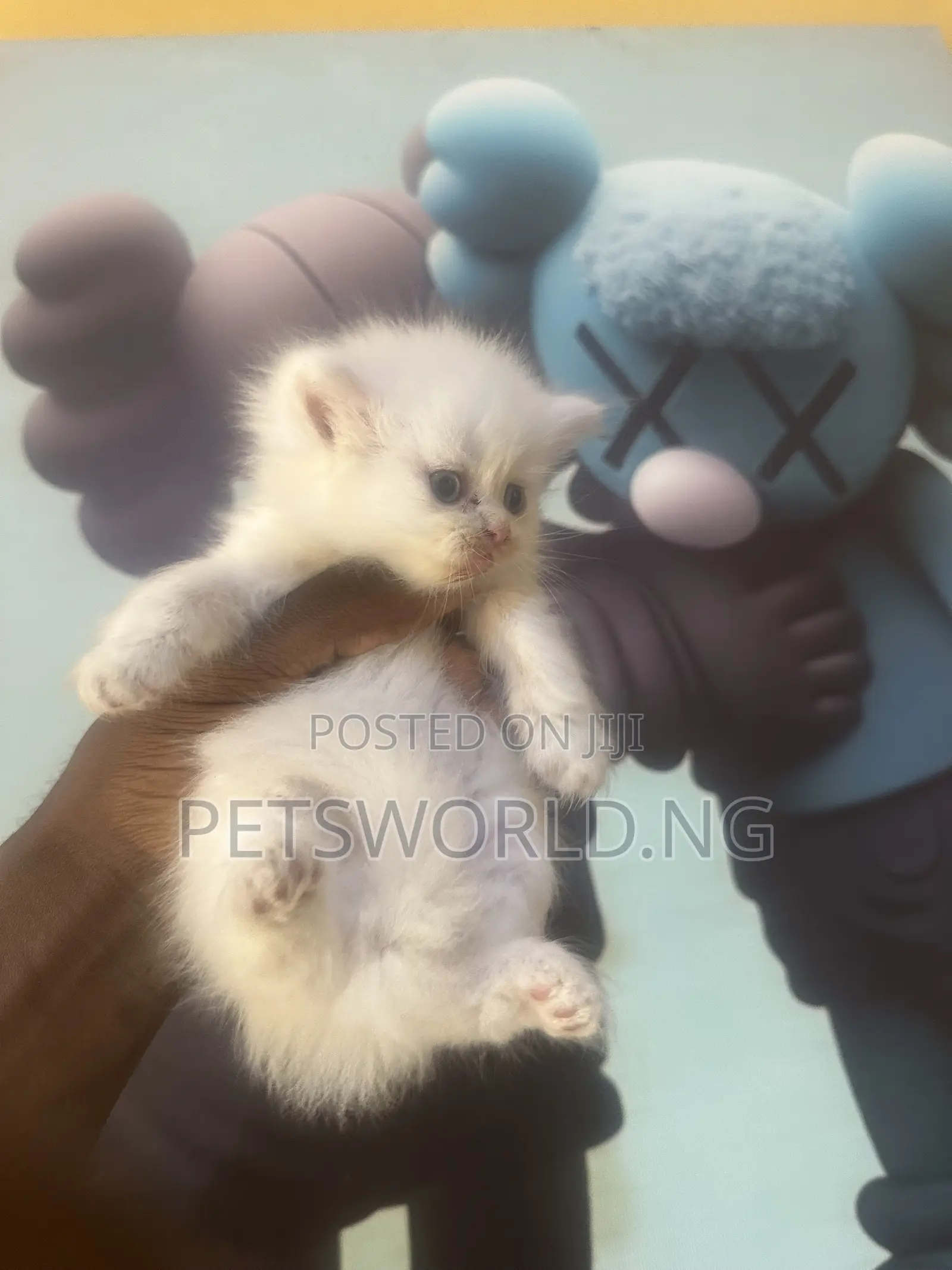 1-3 months Male Purebred Persian
