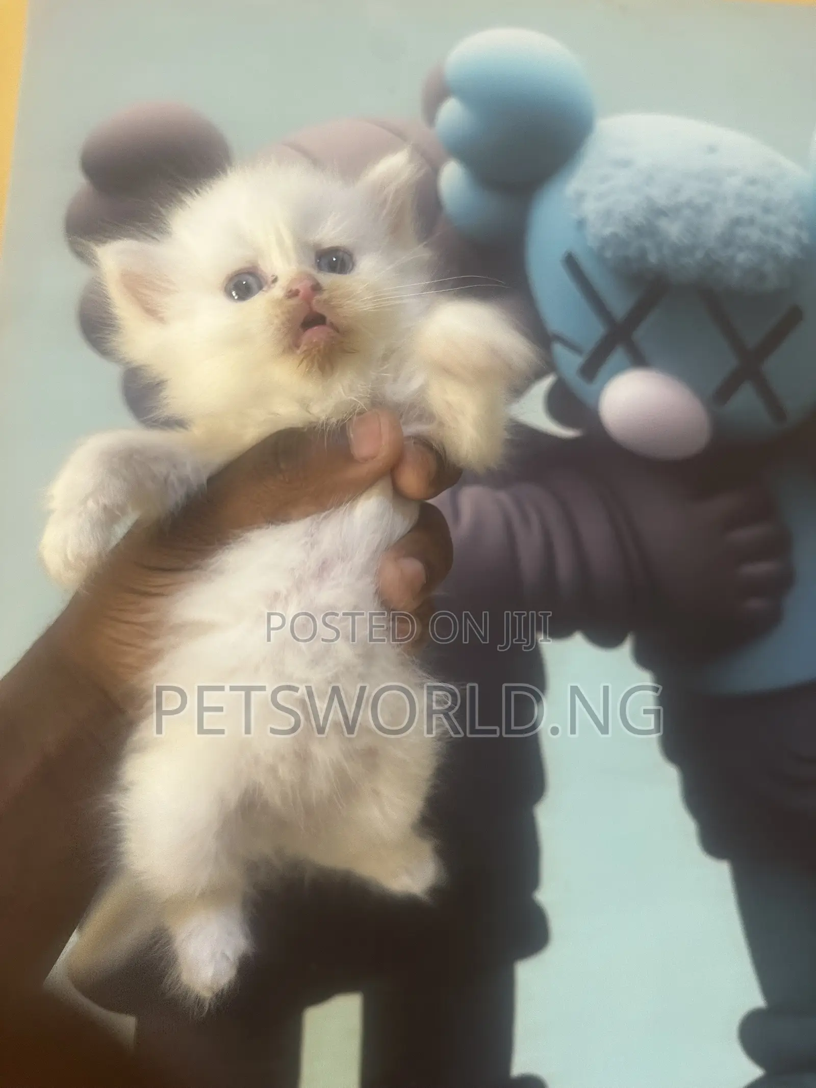 1-3 months Male Purebred Persian
