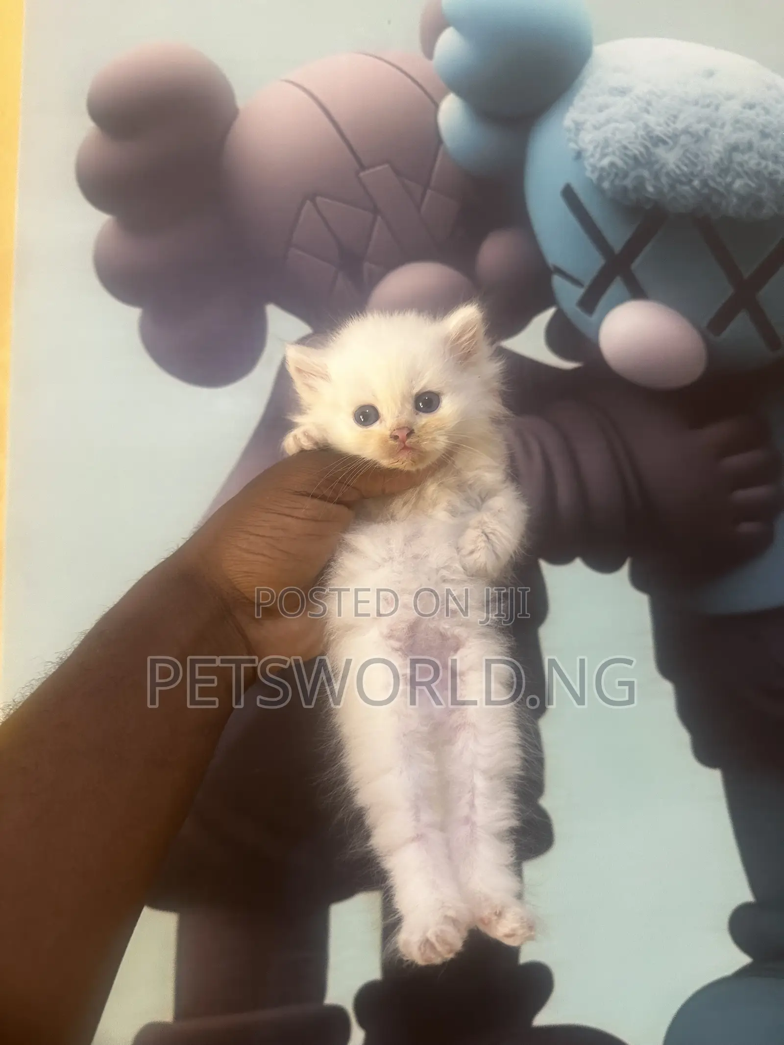 1-3 months Male Purebred Persian