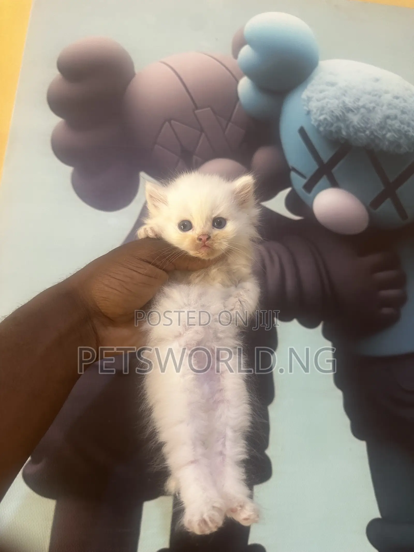 1-3 months Male Purebred Persian