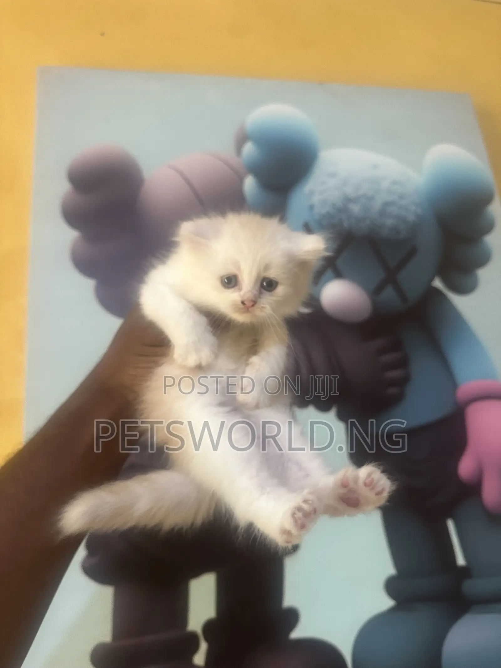 1-3 months Female Purebred Persian