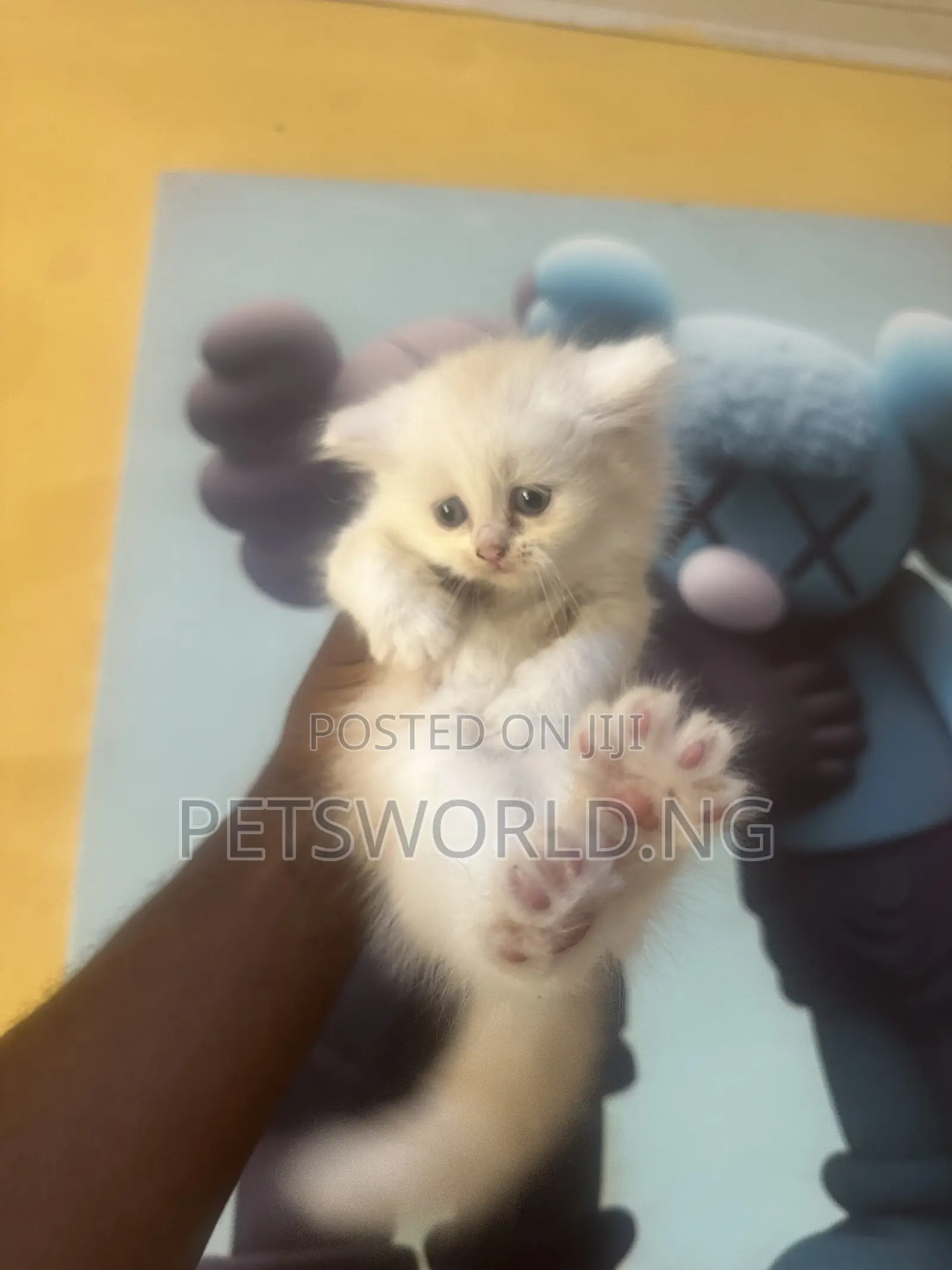 1-3 months Female Purebred Persian