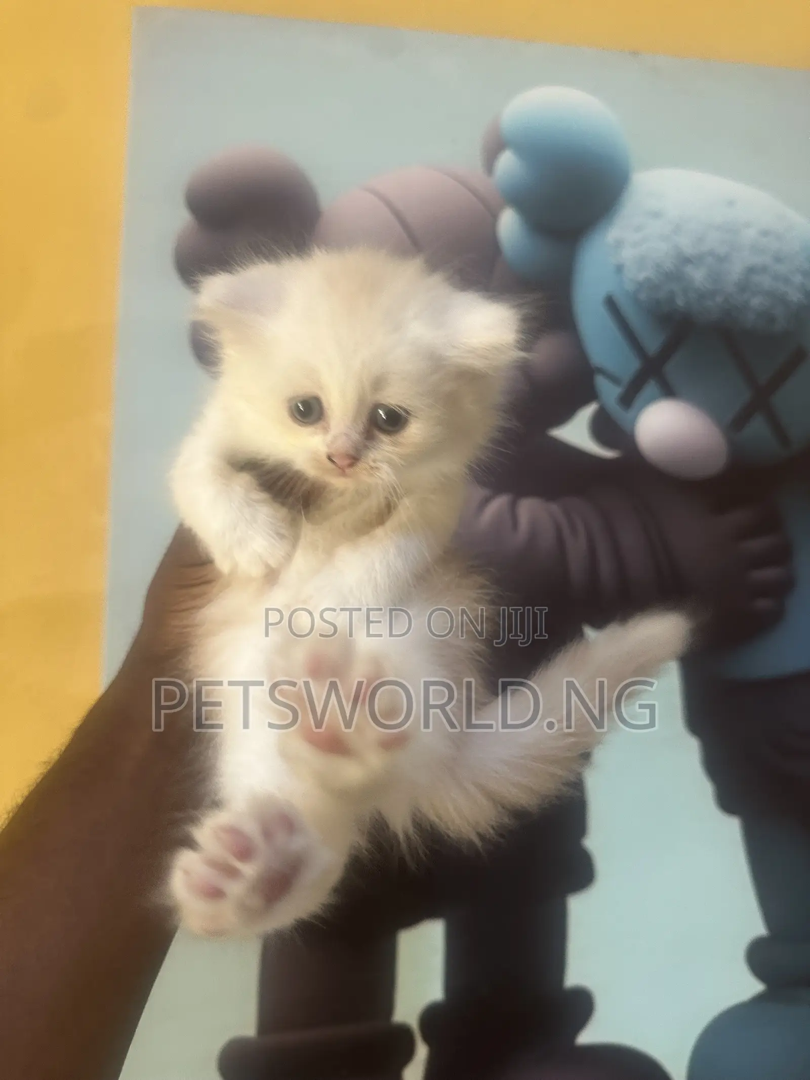 1-3 months Female Purebred Persian