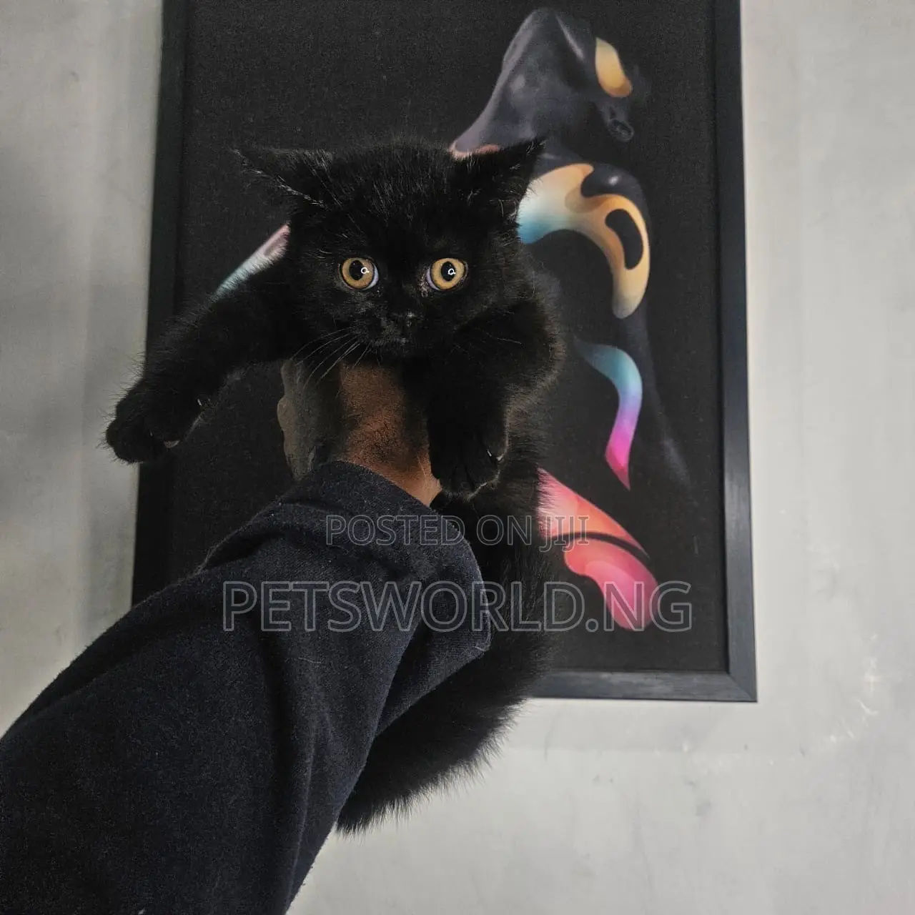 1-3 months Male Purebred British Shorthair