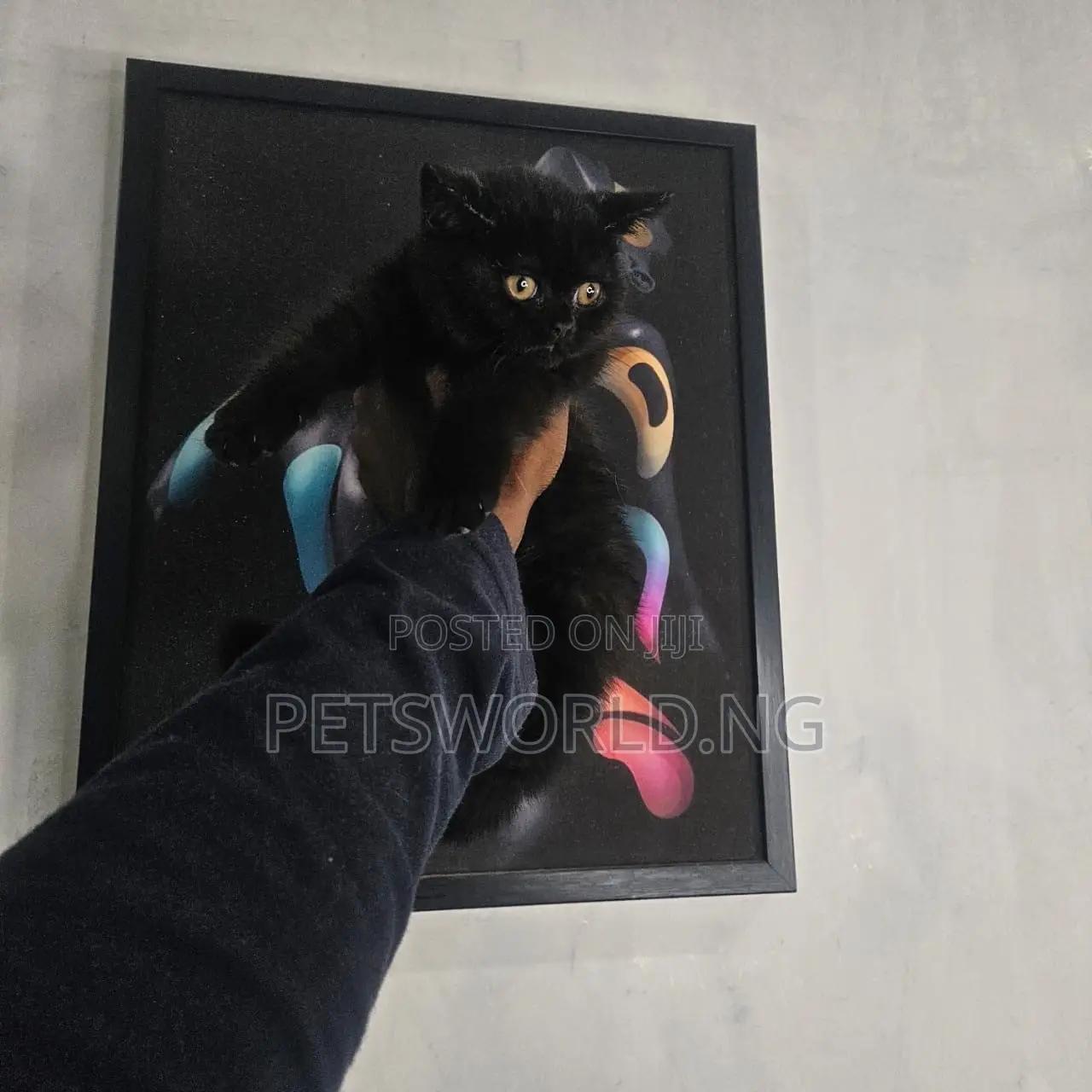 1-3 months Male Purebred British Shorthair