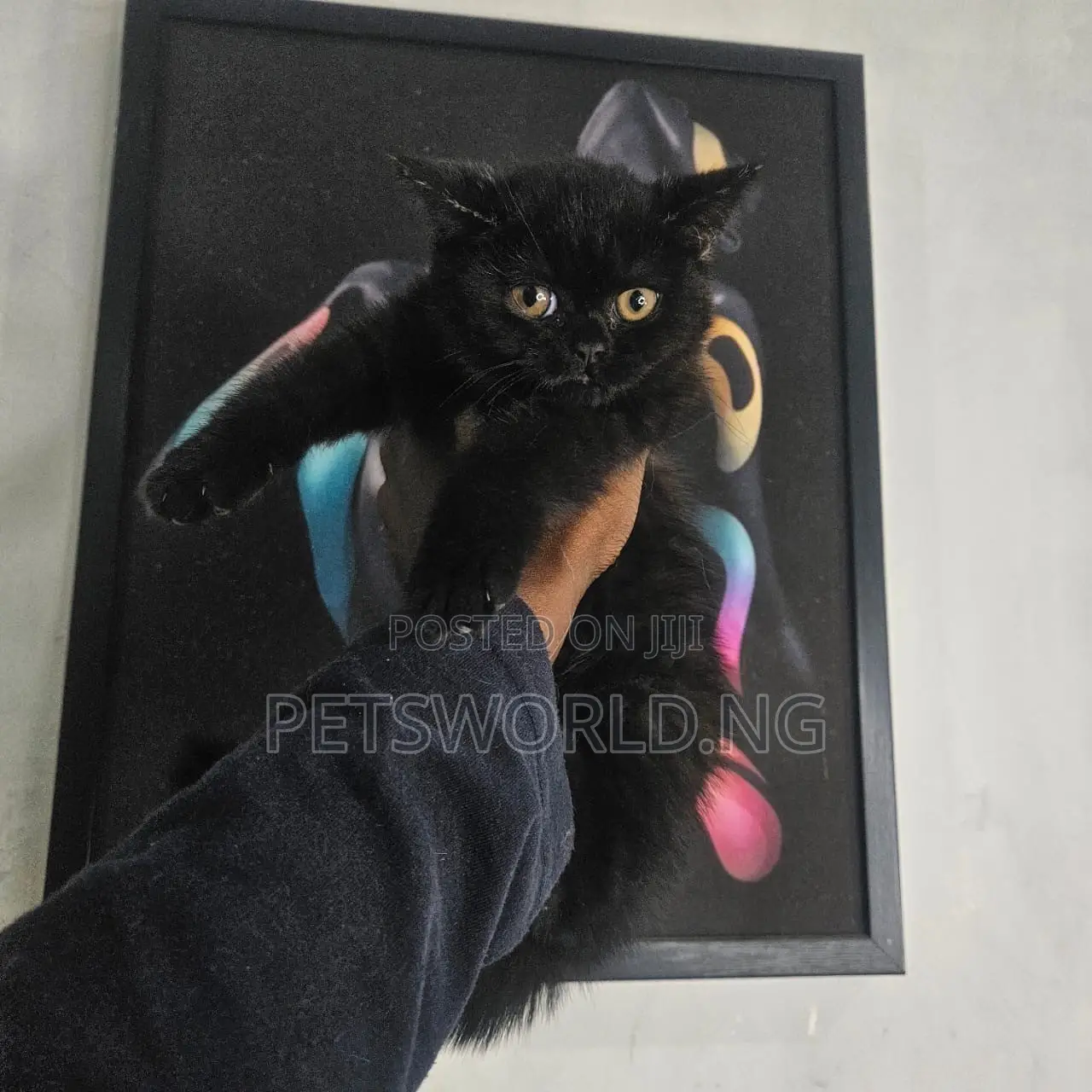 1-3 months Male Purebred British Shorthair