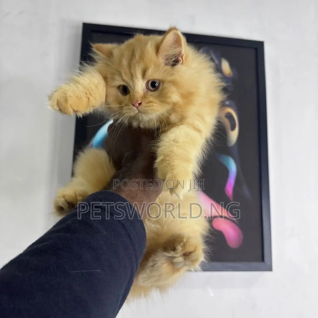 1-3 months Male Purebred British Shorthair