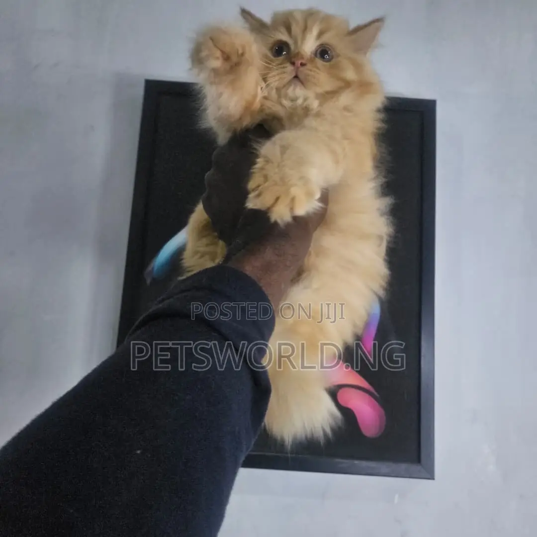 1-3 months Male Purebred British Shorthair