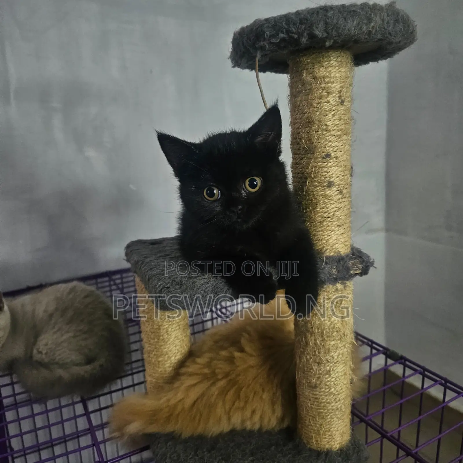 1-3 months Male Purebred British Shorthair